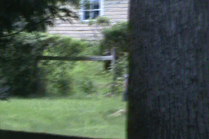 deer run amok gif of deer in the backyard