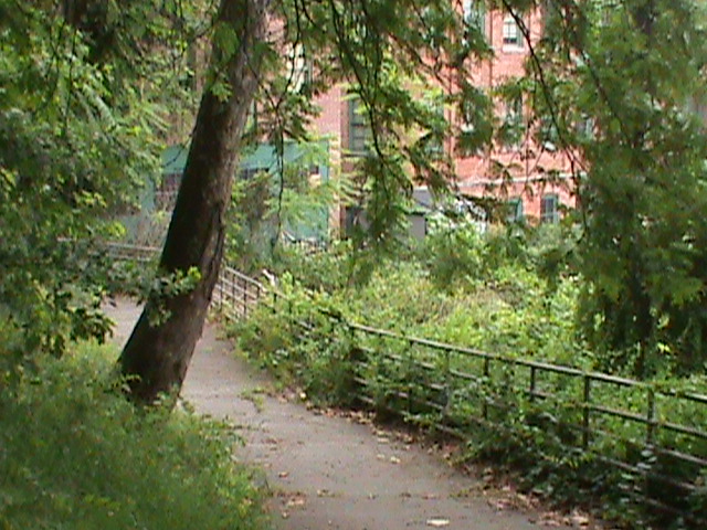 photo of nj trees